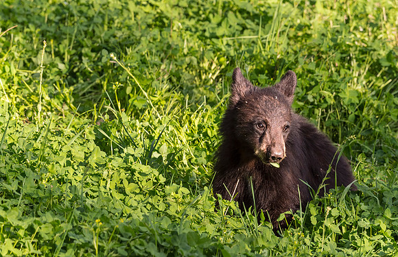 Black_Bear_Cub_YNP_2015_4