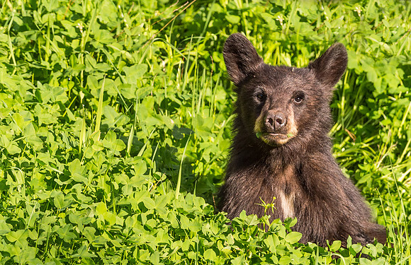 Black_bear_YNP_2015_4