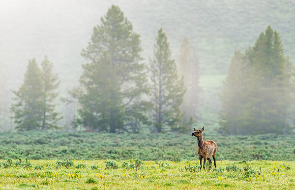 Elk_YNP_2015_10