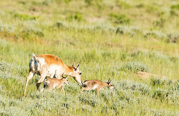 Pronghorn_antelope_YNP_2015_1