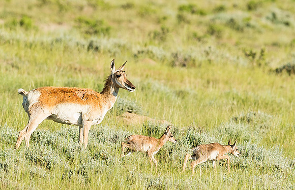 Pronghorn_antelope_YNP_2015_2