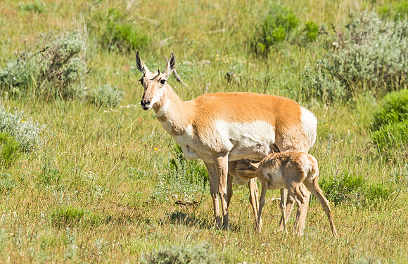 Pronghorn_antelope_YNP_2015_3