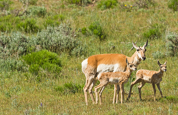 Pronghorn_antelope_YNP_2015_4