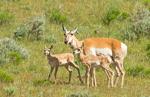 Pronghorn_antelope_YNP_2015_4