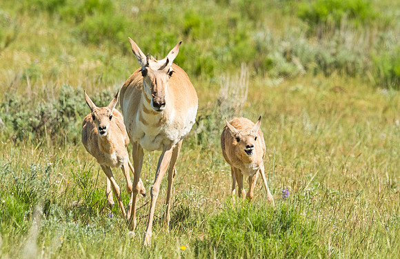 Pronghorn_antelope_YNP_2015_5