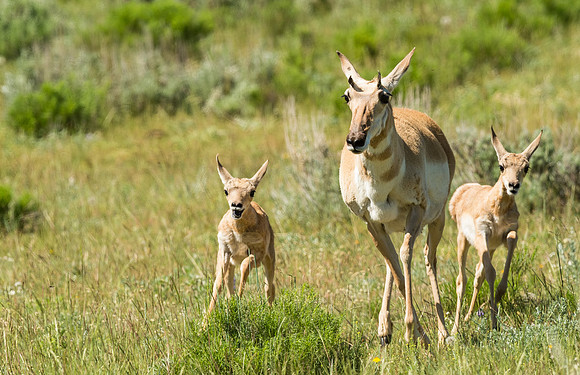 Pronghorn_antelope_YNP_2015_6
