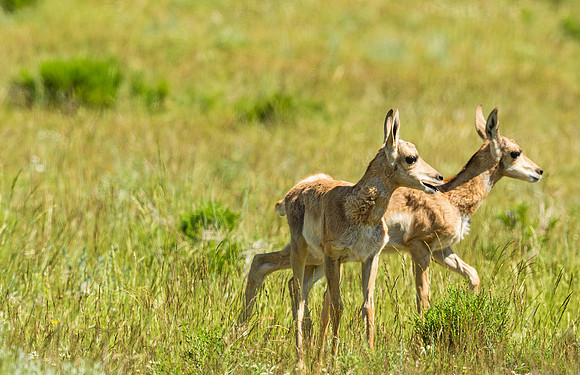 Pronghorn_antelope_YNP_2015_7