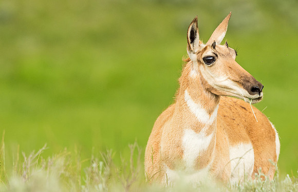 Pronghorn_antelope_YNP_2015_8