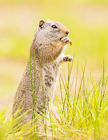 Uinta_ground_squirrel_YNP_2015_2