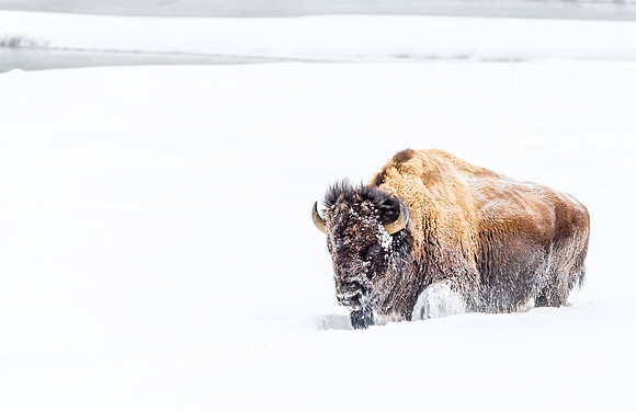 Bison_YNP_2016_8