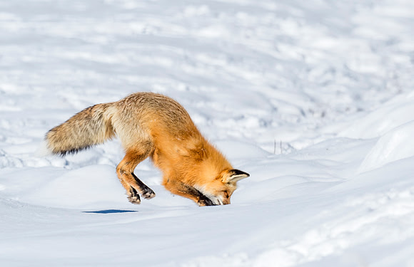 Red_fox_YNP_2016_3