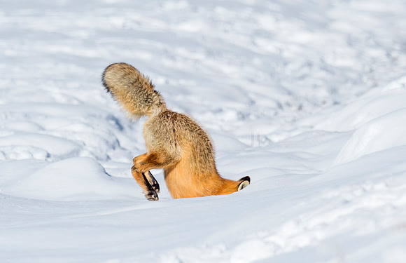 Red_fox_YNP_2016_4