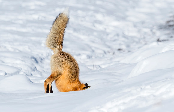 Red_fox_YNP_2016_5