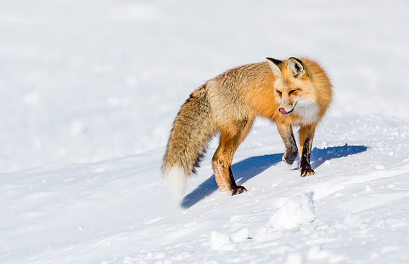 Red_fox_YNP_2016_6