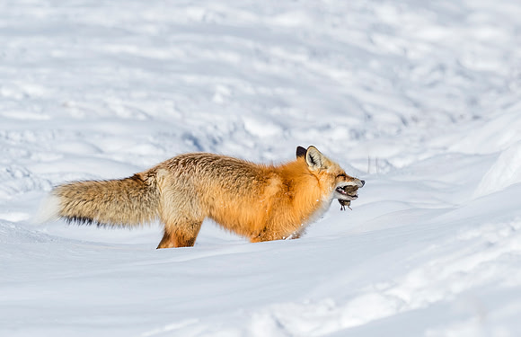 Red_fox_YNP_2016_7