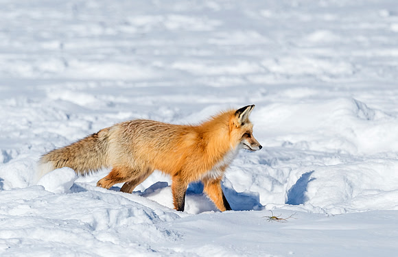 Red_fox_YNP_2016_8
