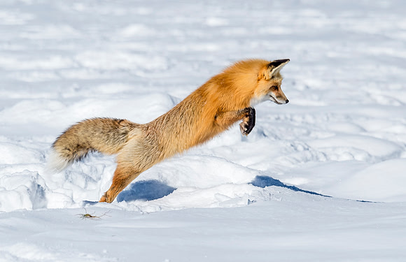 Red_fox_YNP_2016_9