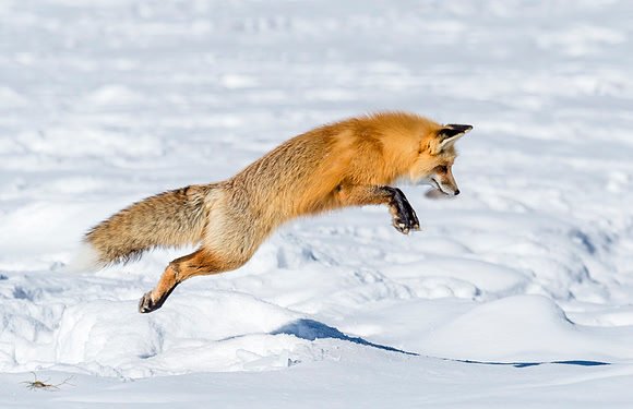 Red_fox_YNP_2016_10