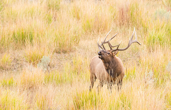 Elk_YNP_2016_1
