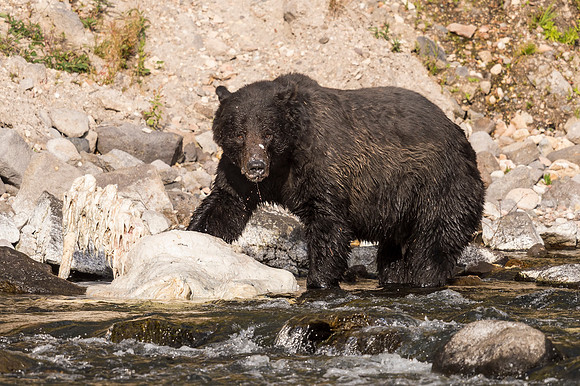 Grizzly_bear_YNP_2016_1