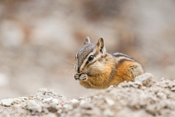 Least_chipmunk_YNP_2016_1