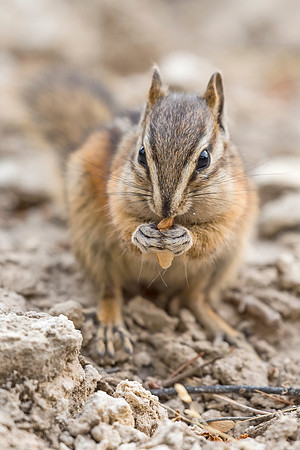 Least_chipmunk_YNP_2016_2