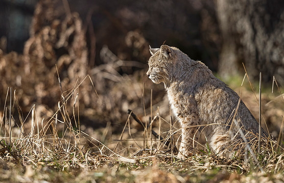 Bobcat_Yosemite_2016_7