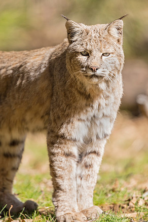 Bobcat_Yosemite_2016_3