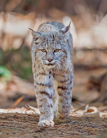 Bobcat_Yosemite_2016_2