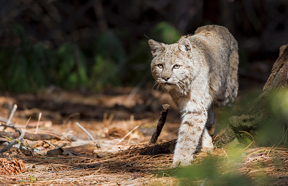 Bobcat_Yosemite_2016_4