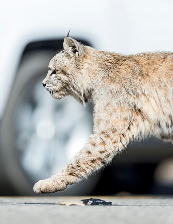 Bobcat_Yosemite_2016_8