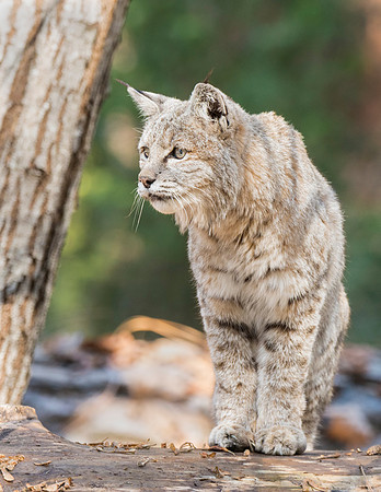 Bobcat_Yosemite_2016_9
