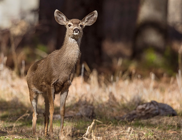 Mule_deer_doe_Yosemite_1