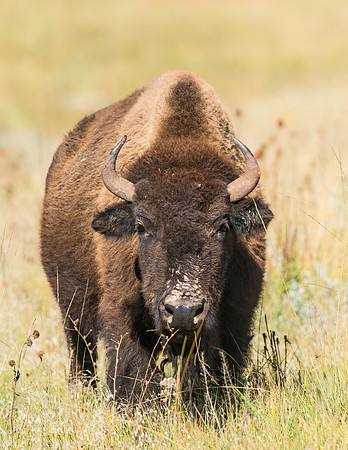 Bison_Wind_Cave_NP_2013_1