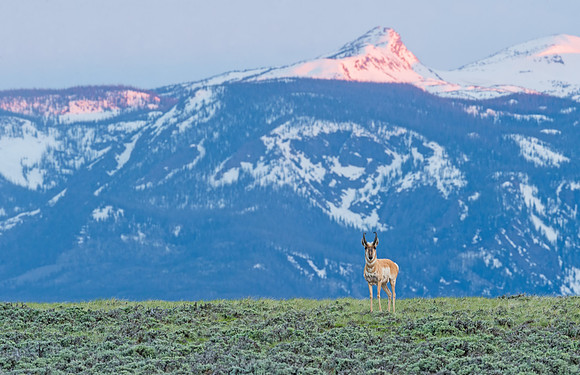 Pronghorn_antelope_Walden_2016_1