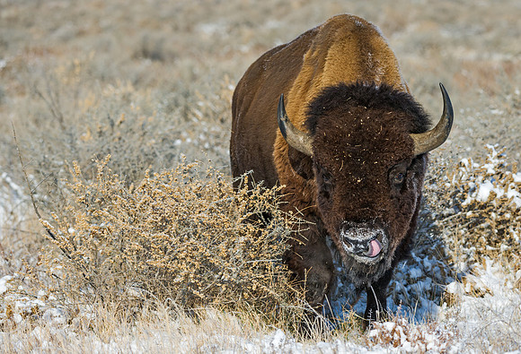 Bison_45