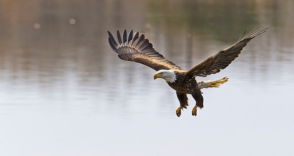 Bald_eagle_88