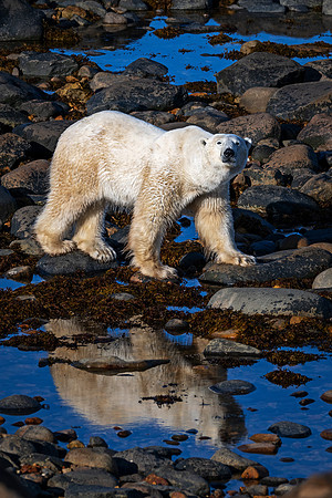 Polar_bear_CH_2024_6