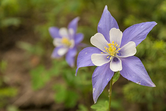 Columbine_Homer_Rouse_Trail_2017_1