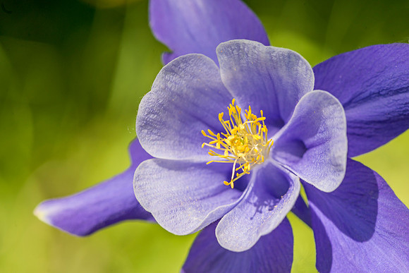 Columbine_Poudre_Canyon_2020_1