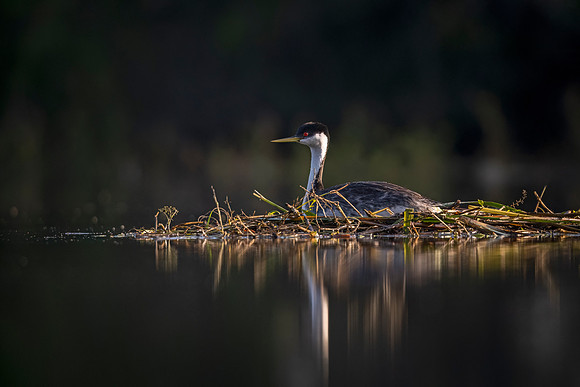 Western_grebe_Loveland_2023_2