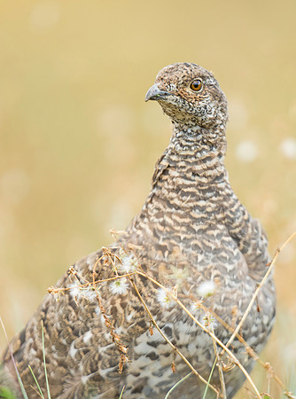 Dusky_grouse_2