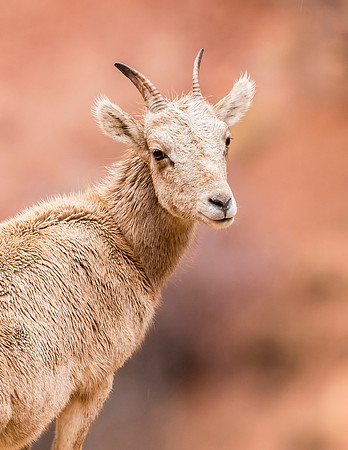 Bighorn_sheep_CNM_2017_3