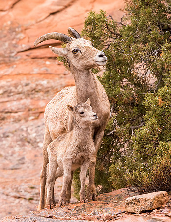 Bighorn_sheep_CNM_2017_1