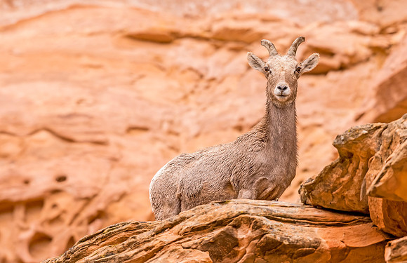 Bighorn_sheep_CNM_2017_2