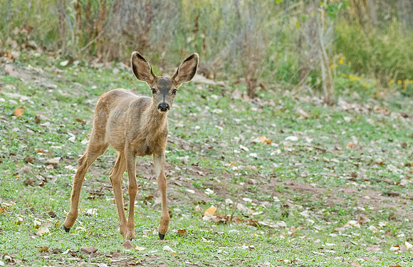 Mule_deer_fawn_Horsetooth_Reservoir_2015_1