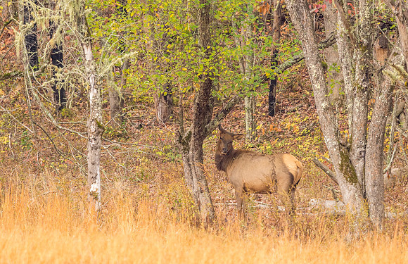 Elk_GSMNP_2016_1