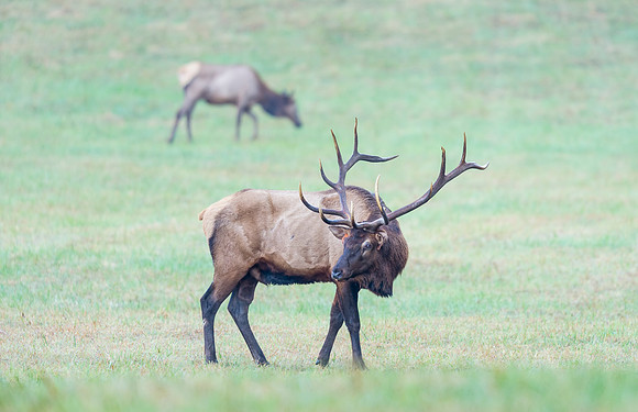 Elk_GSMNP_2016_5
