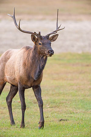 Elk_GSMNP_2016_4