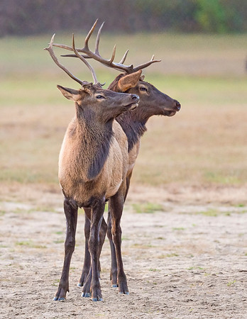 Elk_GSMNP_2016_3